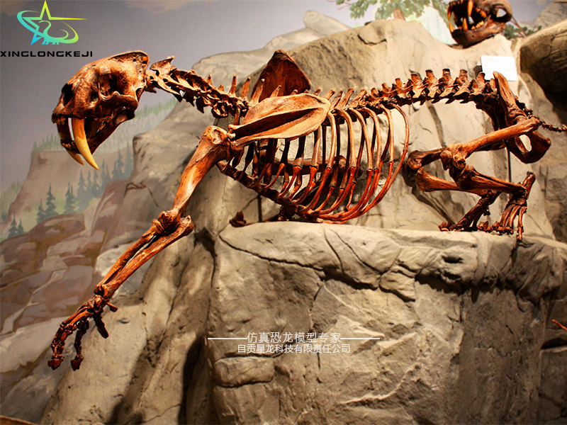 剑齿虎模型骨架化石